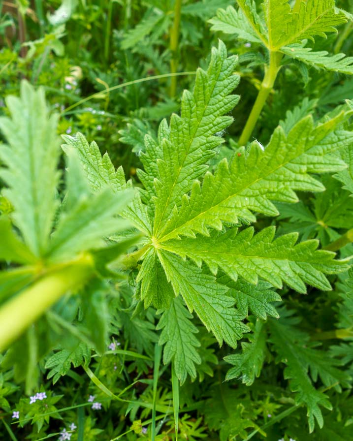 Pianta collinare da determinare